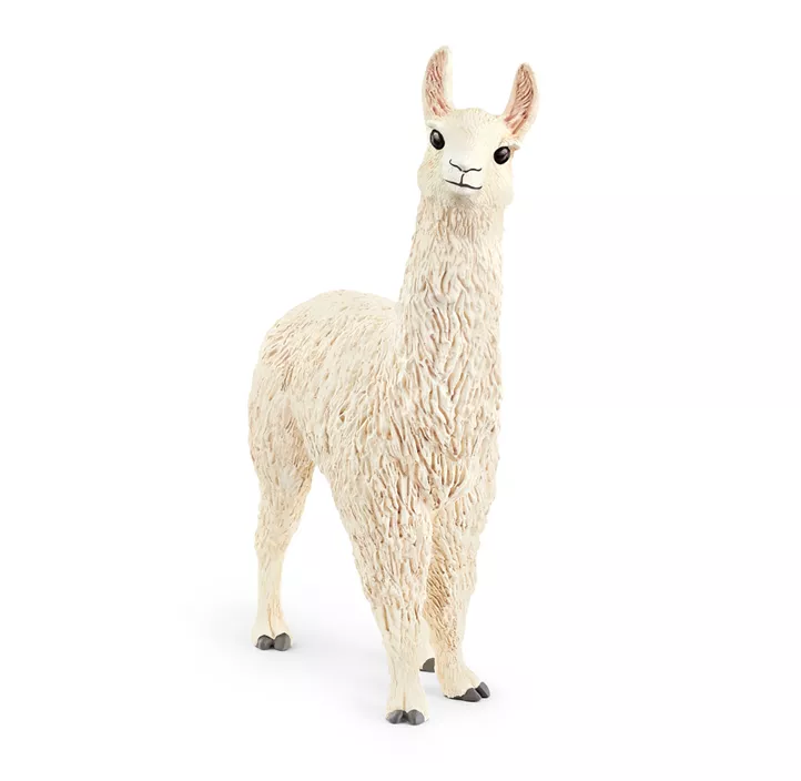 Lama
