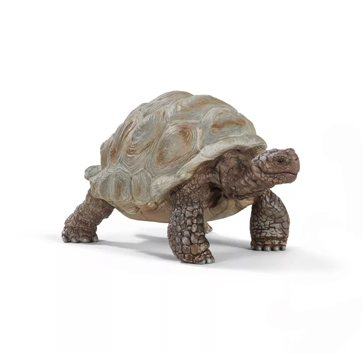 Riesenschildkröte
