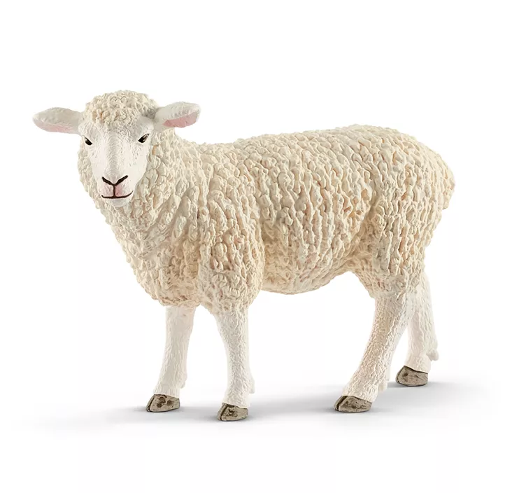 Schaf