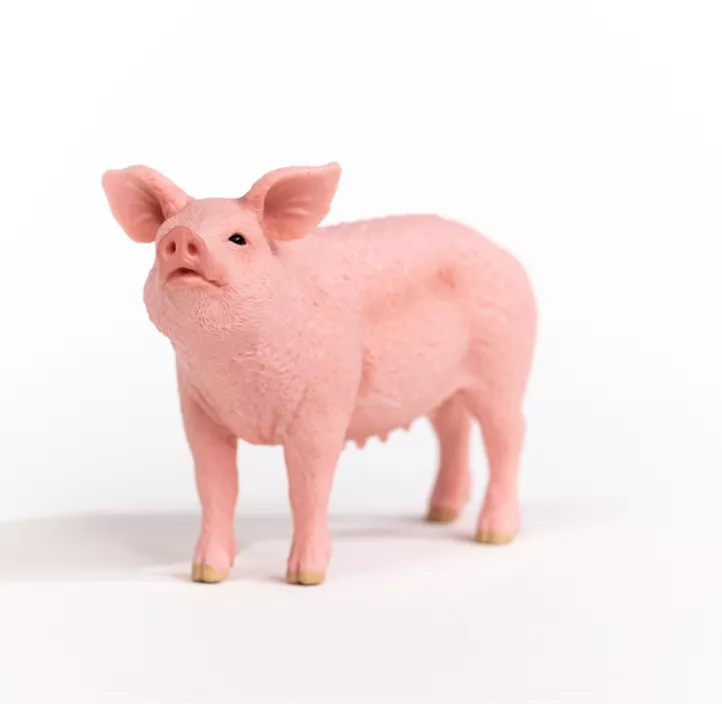 Schwein