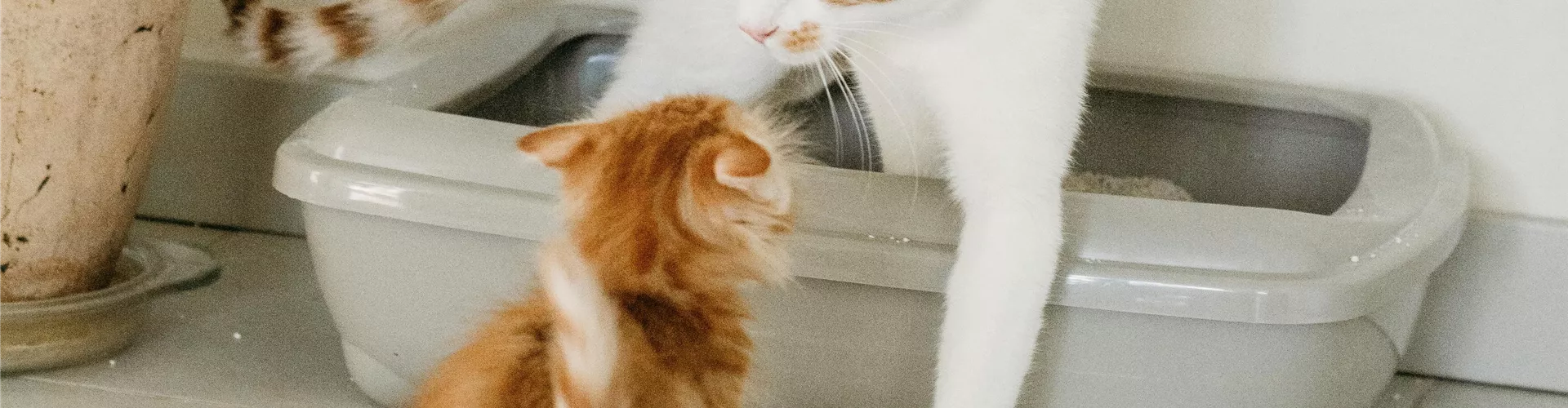 Katzenstreu & Katzentoiletten - Bellaflora