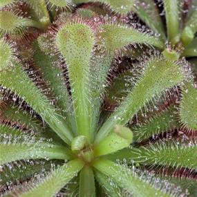 Drosera Mix