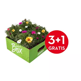 Portulaca umbraticola