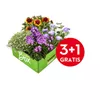 bellaflora Gartencenter GmbH