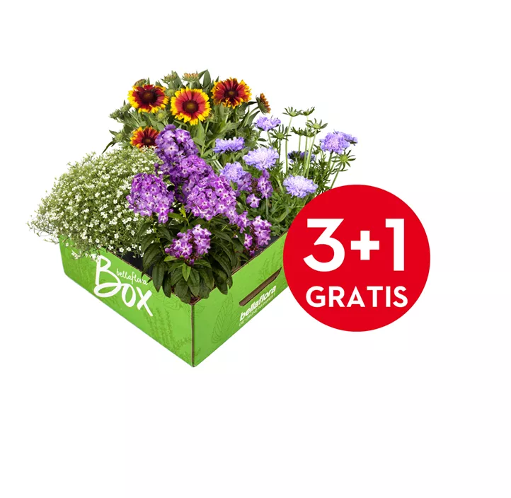 Stauden Aktion Sommer