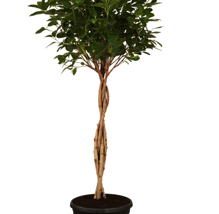 Chinesische Feige 'Moclame'