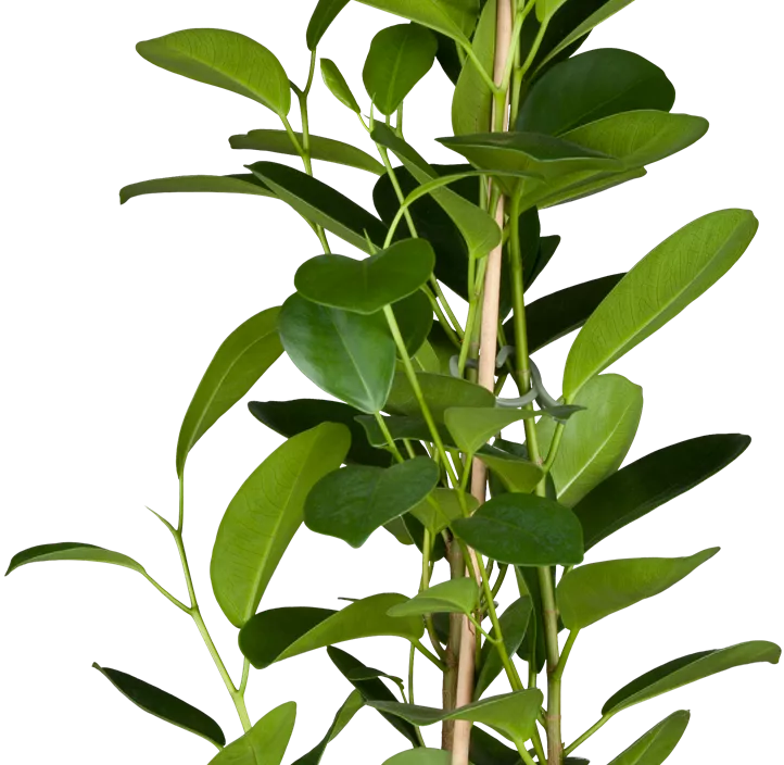 Chinesische Feige 'Moclame'