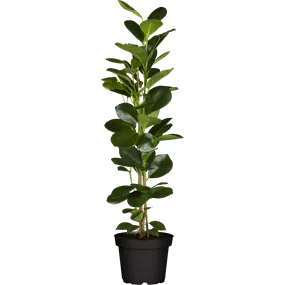 Ficus microcarpa Moclame