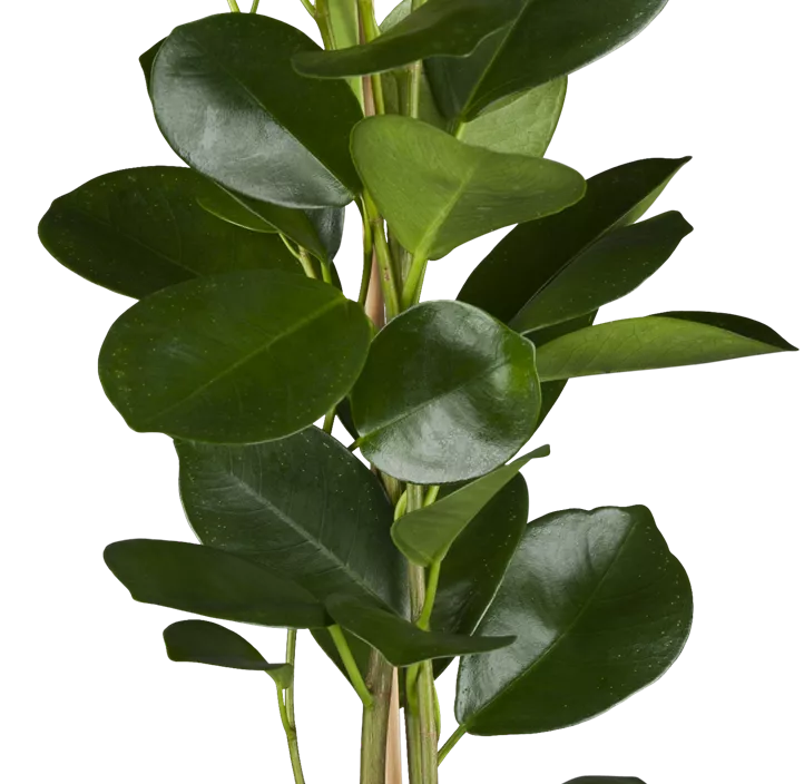 Chinesische Feige 'Moclame'