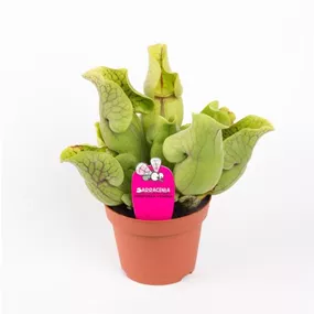 Sarracenia purpurea venosa