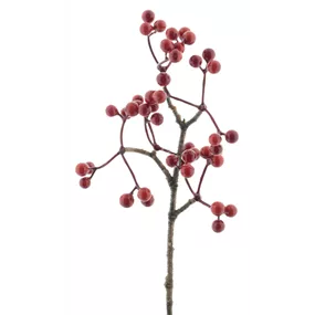 Beerenpick Elia Beerenpick Elia