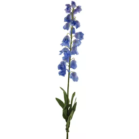 Campanula Zweig