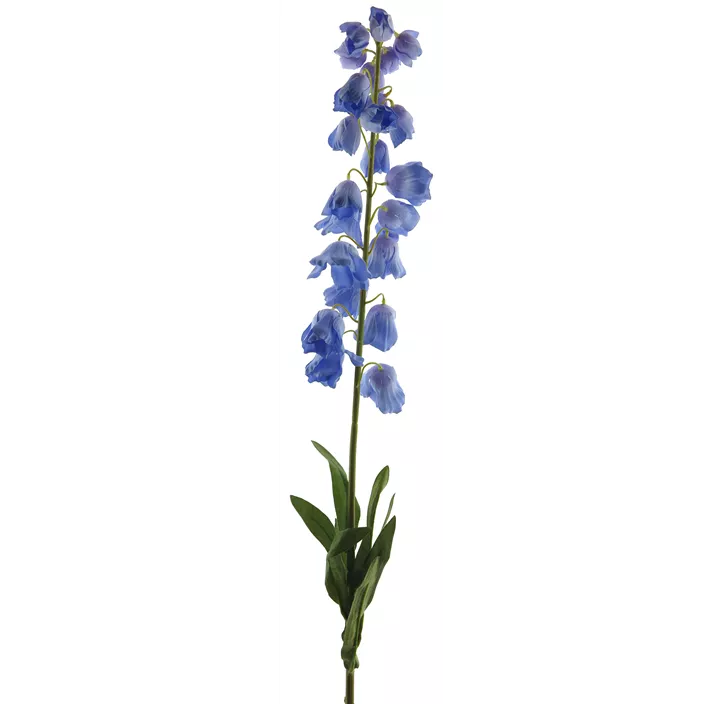 Campanula Zweig