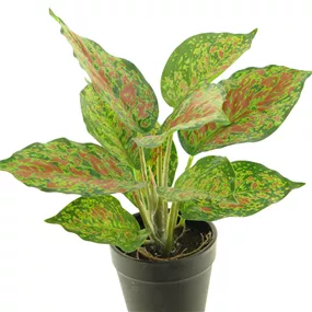 Caladium Pink Beauty im Topf