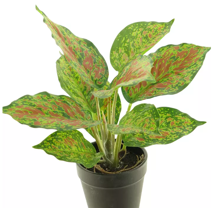 Caladium Pink Beauty im Topf