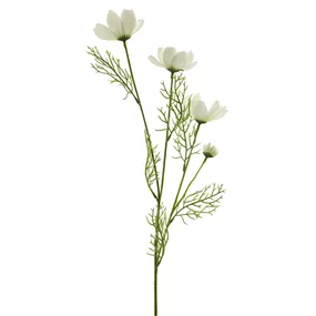 Cosmos Chanel Zweig