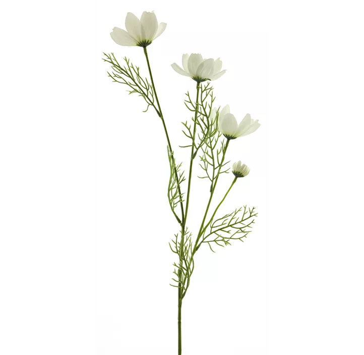Cosmos Chanel Zweig