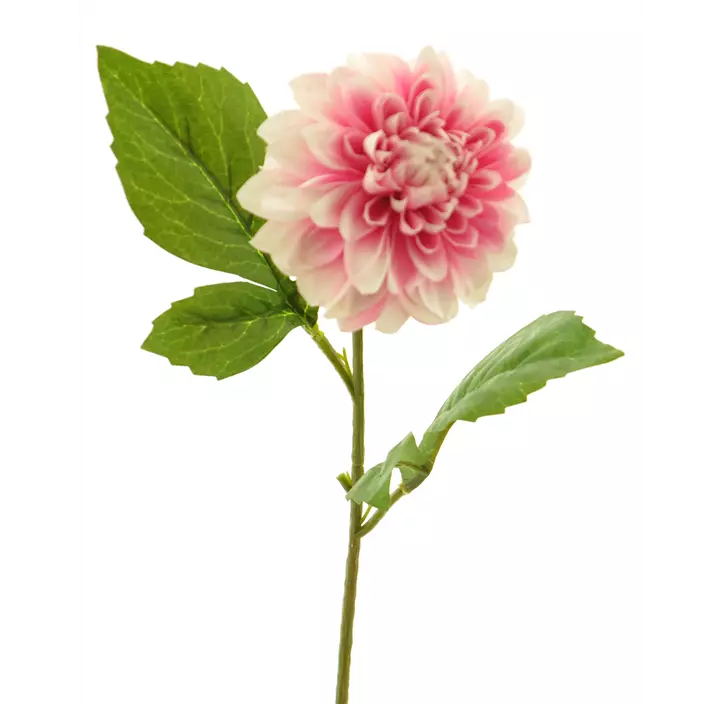 Dahlia George