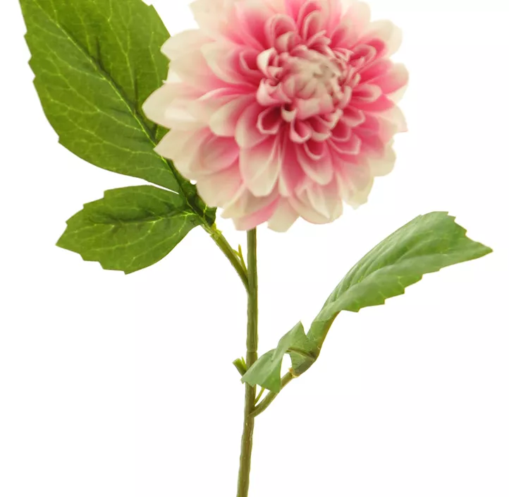 Dahlia George