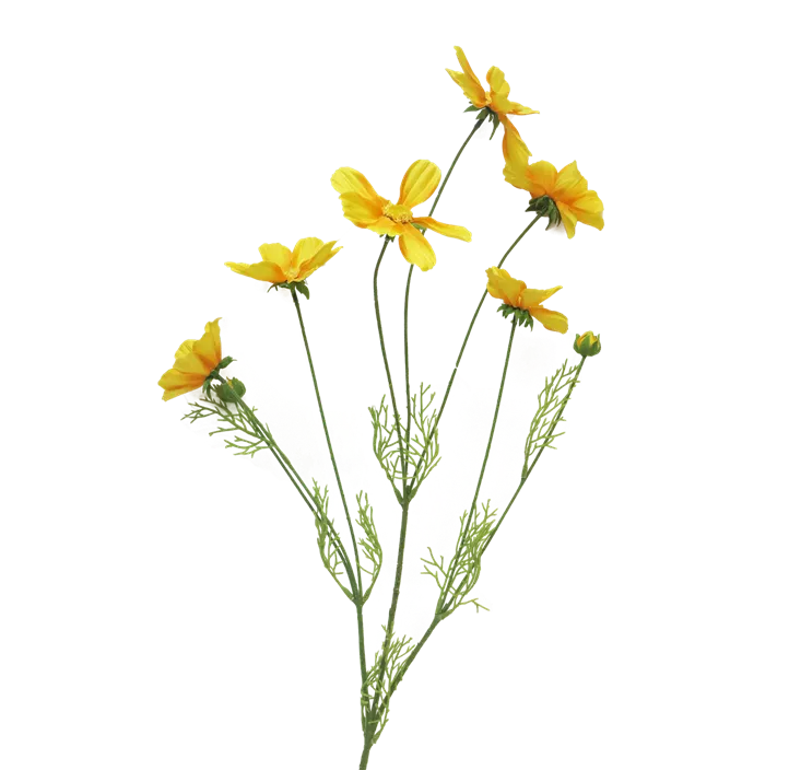 Cosmos Orion