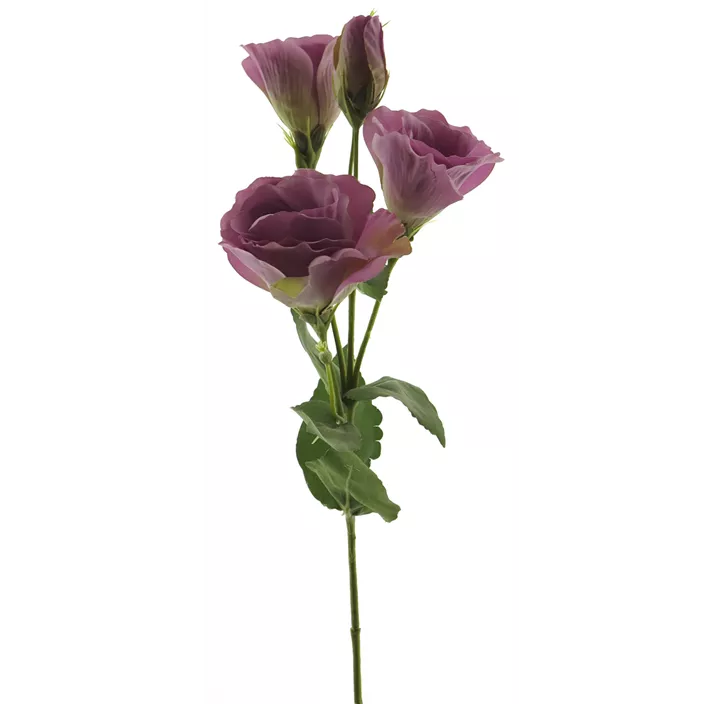Eustoma Alara Zweig