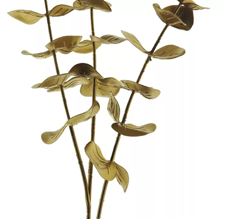 Eucalyptus Zweig
