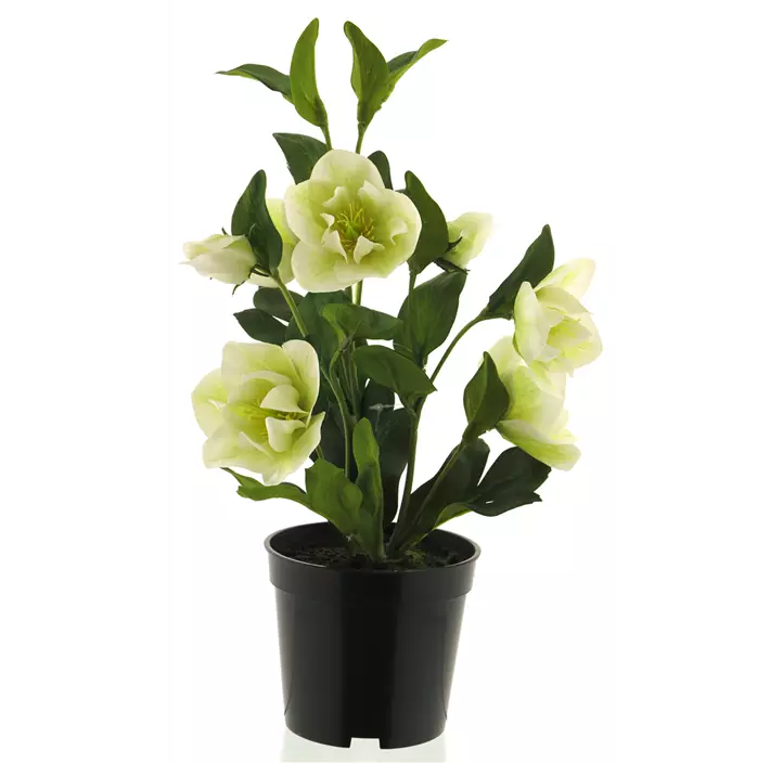 Helleborus im Topf