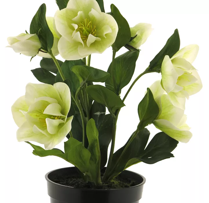 Helleborus im Topf