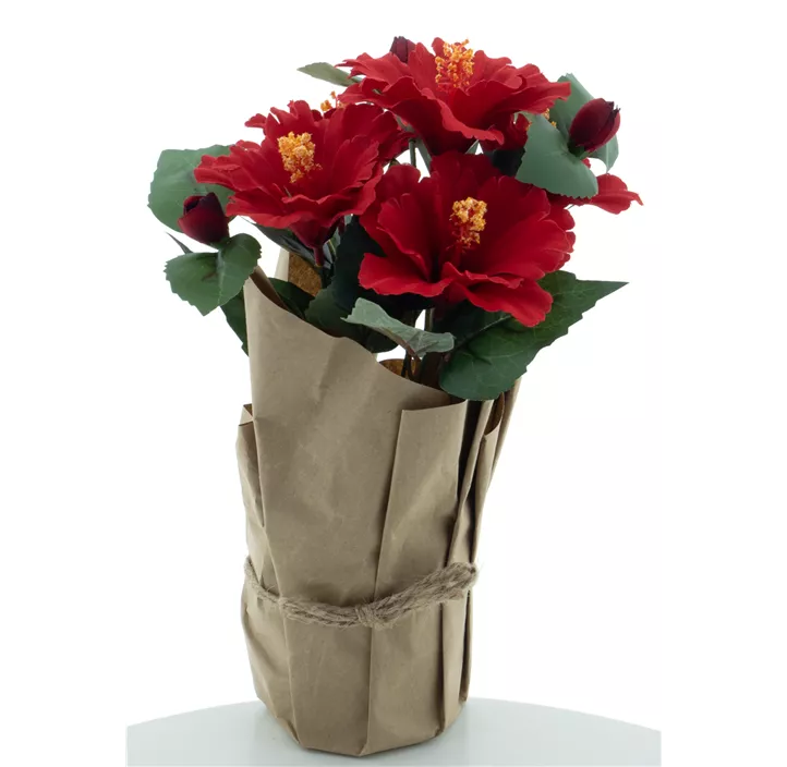 Hibiscus in Papierverpackung