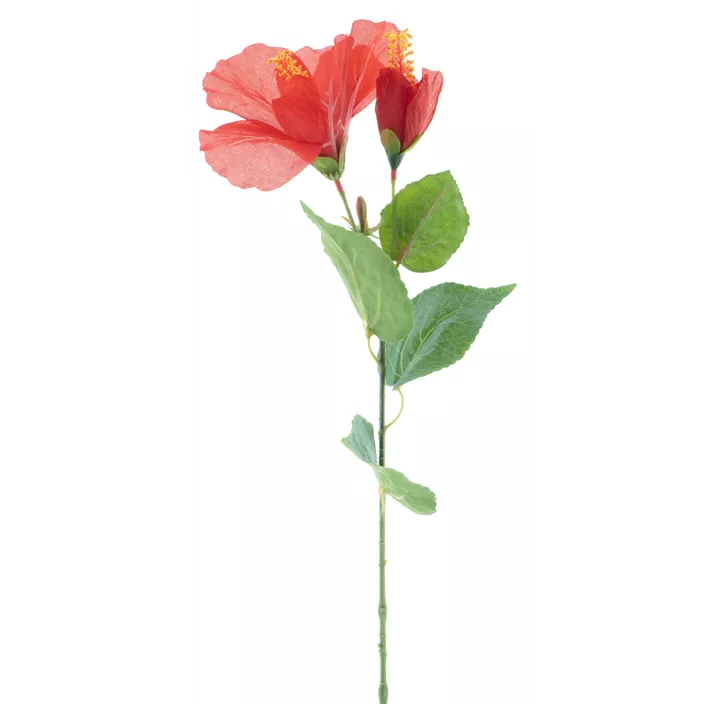 Hibiscus Zweig