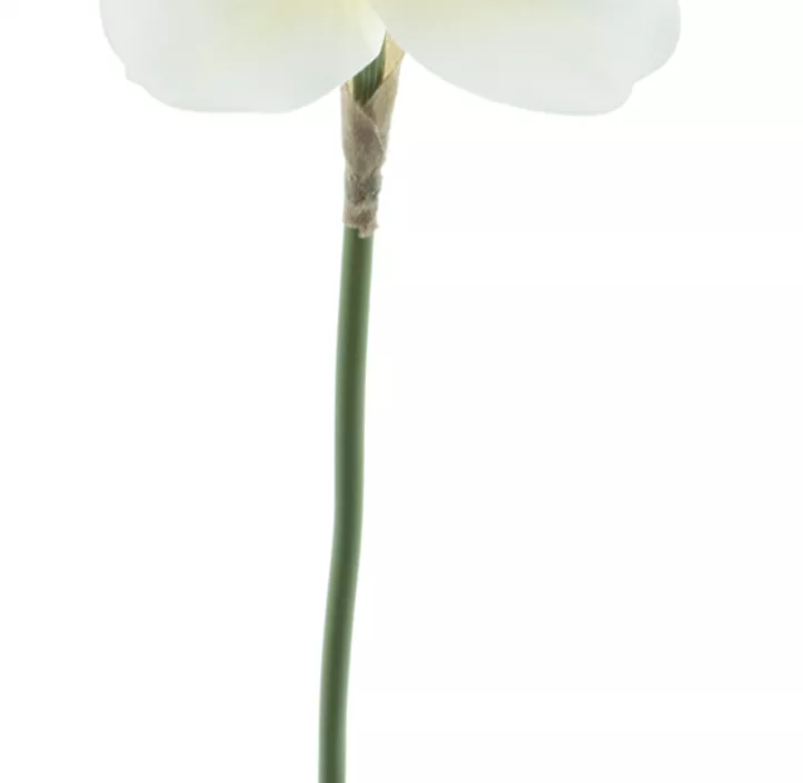 Märzenbecher