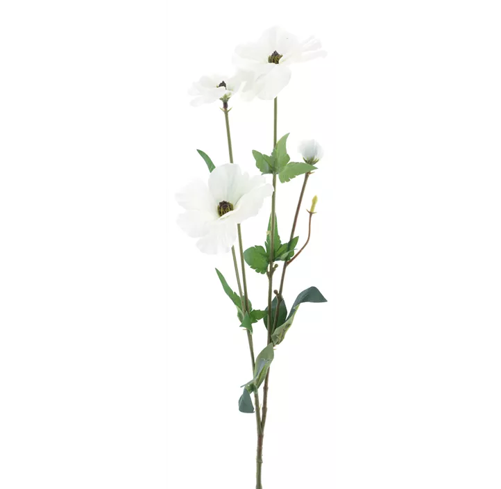 Mohn Zweig May