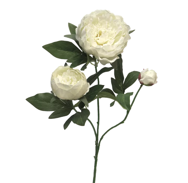 Peony Duchesse de luemours