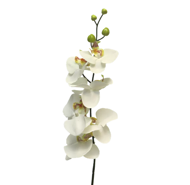 Phalaenopsis Milan