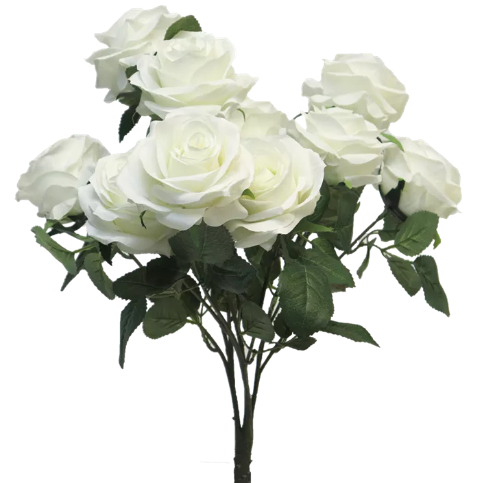 Rosa Busch Dijon (x10)