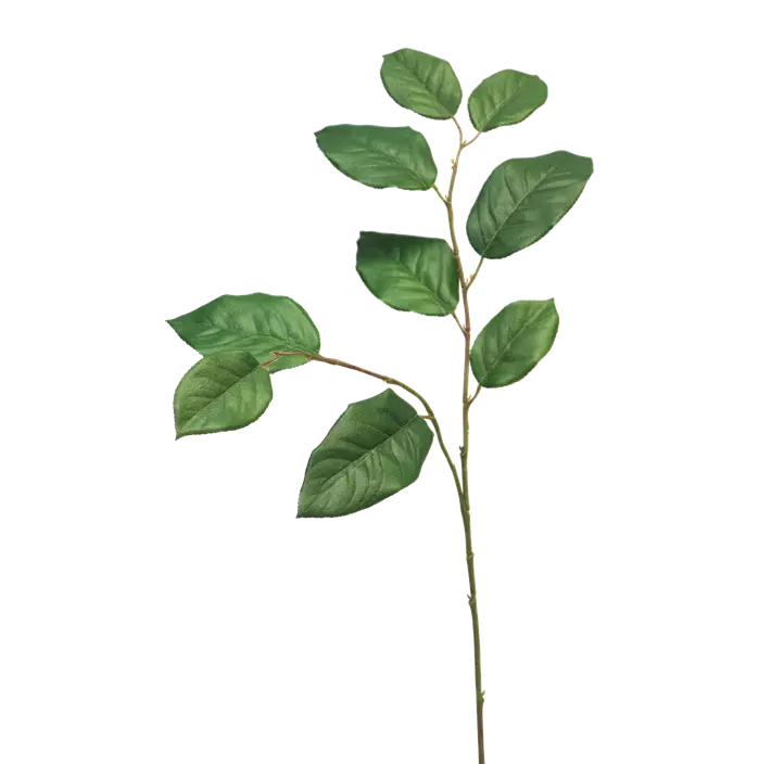 Salal Blattzweig