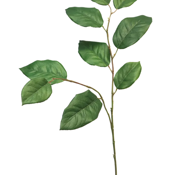Salal Blattzweig