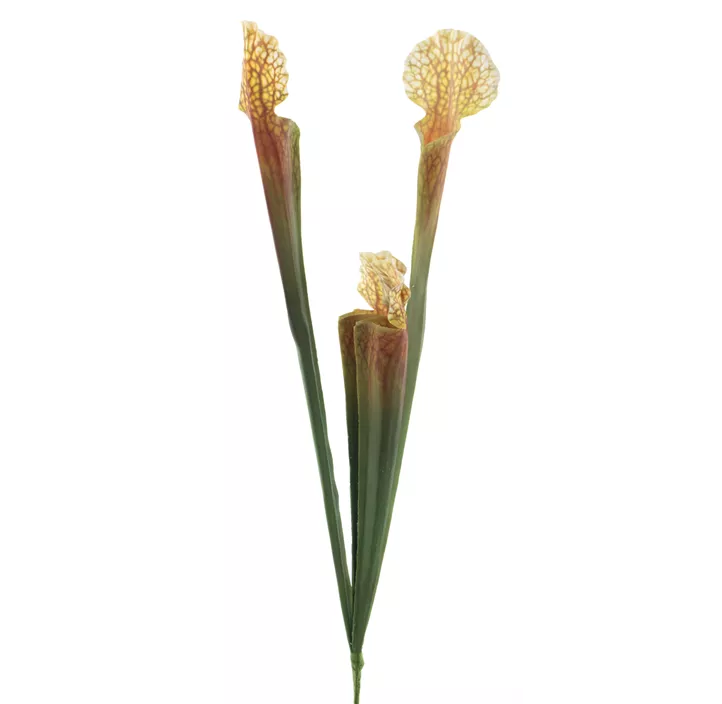 Sarracenia Flava