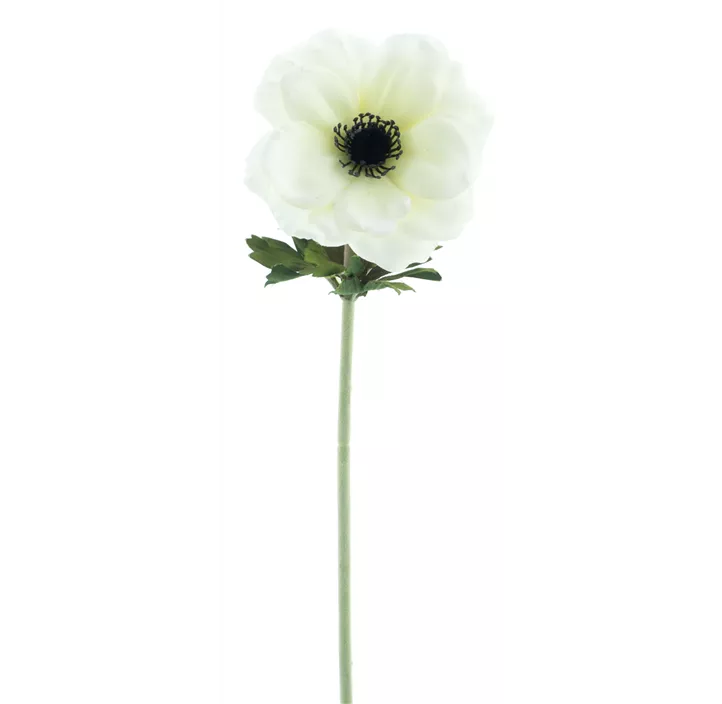 Satin Anemone Ella