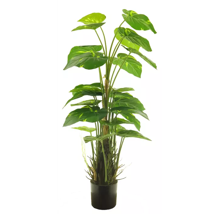 Scindapsus Aureum im Topf