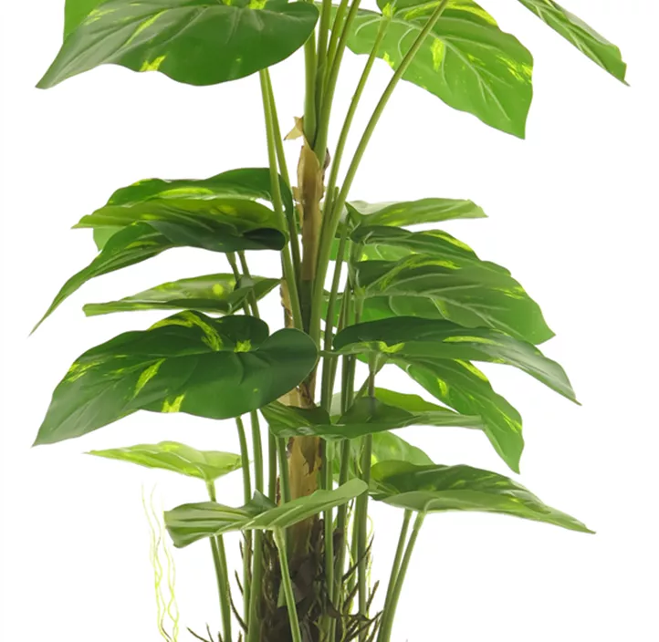 Scindapsus Aureum im Topf