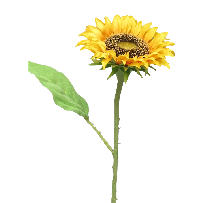 Sonnenblume Tuscany