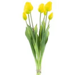 Tulpenbund Classic Sally