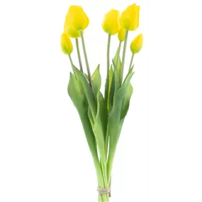 Tulpenbund Classic Sally