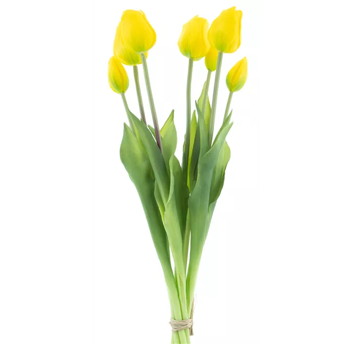 Tulpenbund Classic Sally (x7)