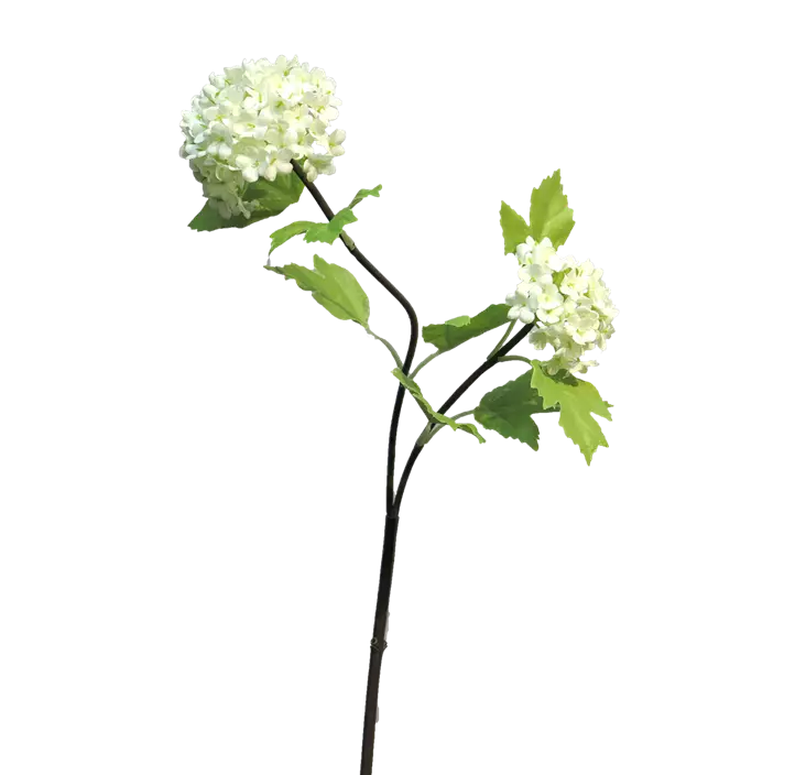 Viburnum Roseum