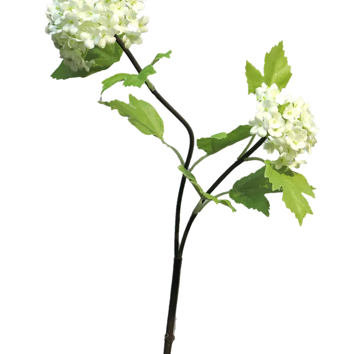 Viburnum Roseum