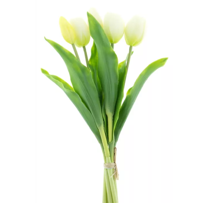Tulpenbund Sally