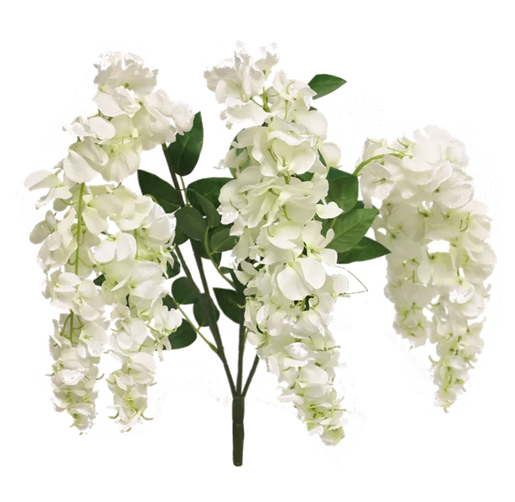Wisteria Vaiana