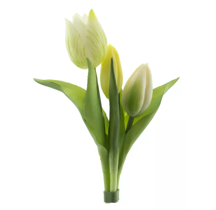 Tulpenbund Sally (X3)